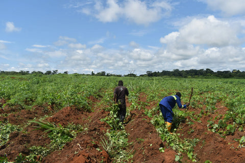 Uncovering the Flavor of Sun-Dried African Cassava Flour: A Taste You Can Trace