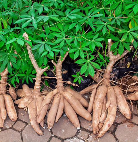 Cassava Flour vs Sorghum Flour: The Ultimate Guide to Heritage Grains