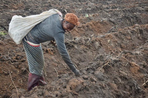 Discover the Benefits of Gluten-Free Cassava Flour